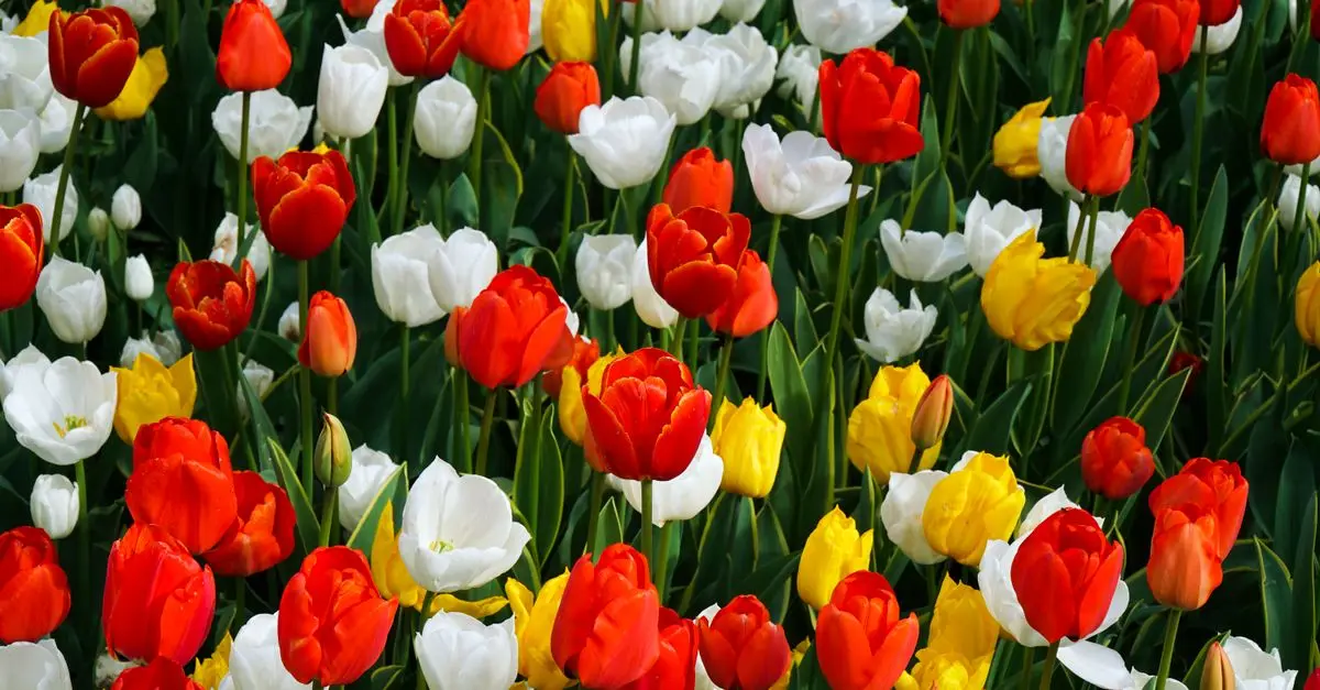 Les plus beaux pays à visiter au printemps : un guide