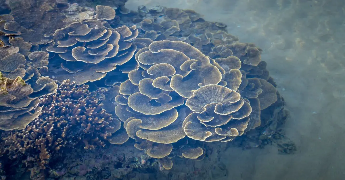 Découvrir les paysages à couper le souffle d'Australie