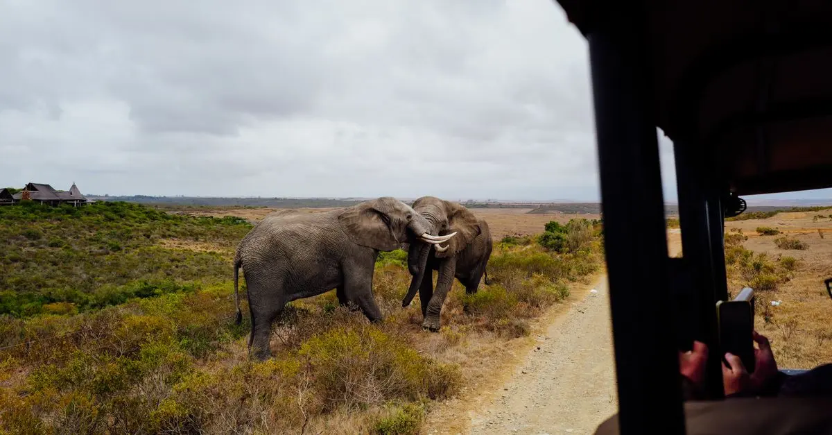 Safari en Afrique : quand et où partir