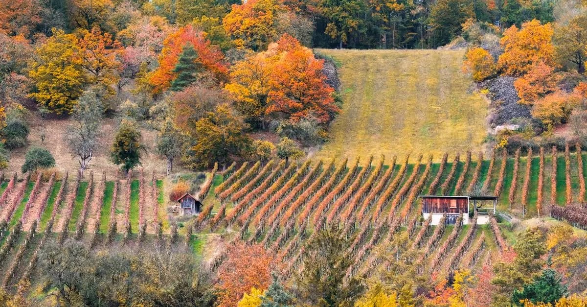 Les plus belles saisons pour visiter les beaux pays