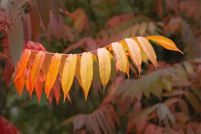Les plus beaux pays à visiter en automne : une sélection unique
