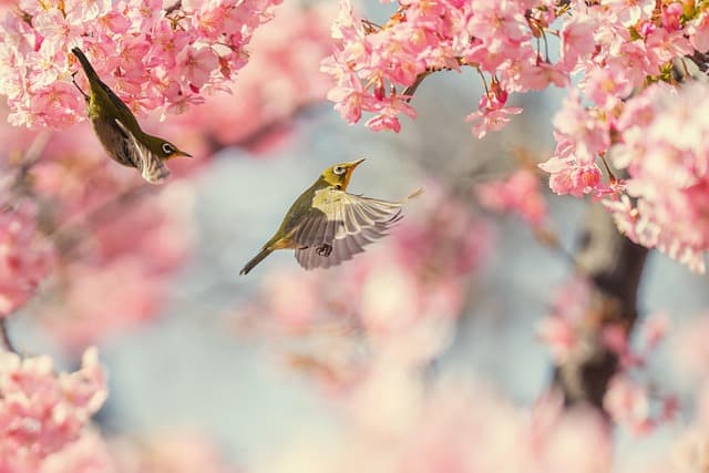 Les plus belles saisons pour visiter les beaux pays